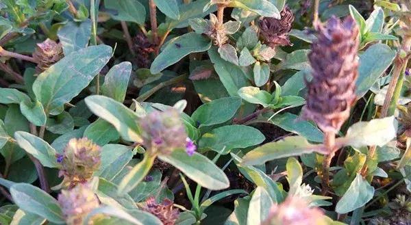 云南，历史长河中的璀璨明珠